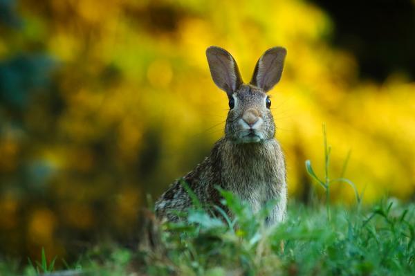 Fordeler og ulemper ved å ha et kjæledyr kanin - Faktorer i favør: villig til å trene og rengjøre