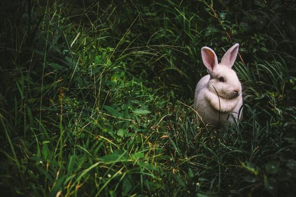 Fordeler og ulemper ved å ha en kanin - Faktorer mot: penger, plass og arbeid 