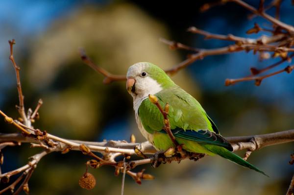 Navn på mannlige og kvinnelige papegøyer - Forskjeller mellom han- og hunnmunkepapegøyene