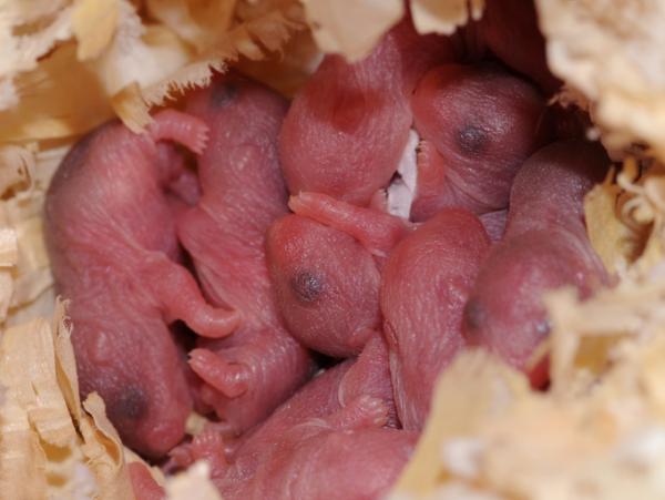 Hvordan vet jeg om hamsteren min er gravid?  - Hva skal jeg gjøre når en hamster har unger?