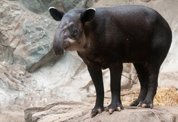 De 12 mest truede dyrene i Panama - 2. Hann av busken eller sentralamerikansk tapir