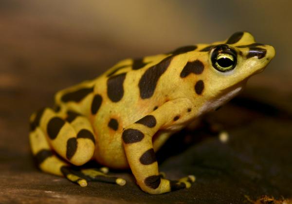 De 12 mest truede dyrene i Panama - 1. Panama golden frosk