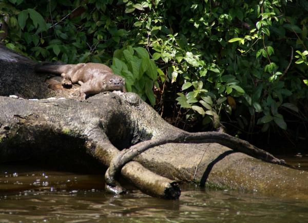 De 12 mest truede dyrene i Panama - 7. Lobito de río 