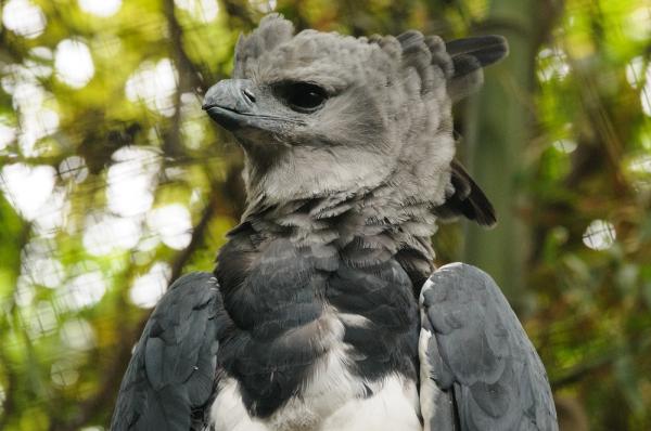 De 12 mest truede dyrene i Panama - 9. Harpy Eagle