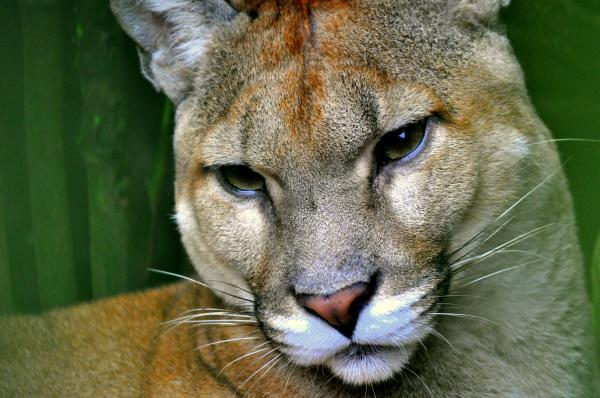 De 12 mest truede dyrene i Panama - 10. Mellomamerikansk Puma
