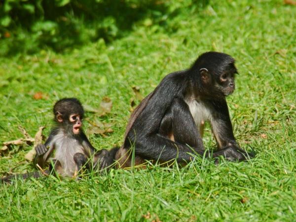 De 12 mest truede dyrene i Panama - 6. Geoffroy's Spider Monkey