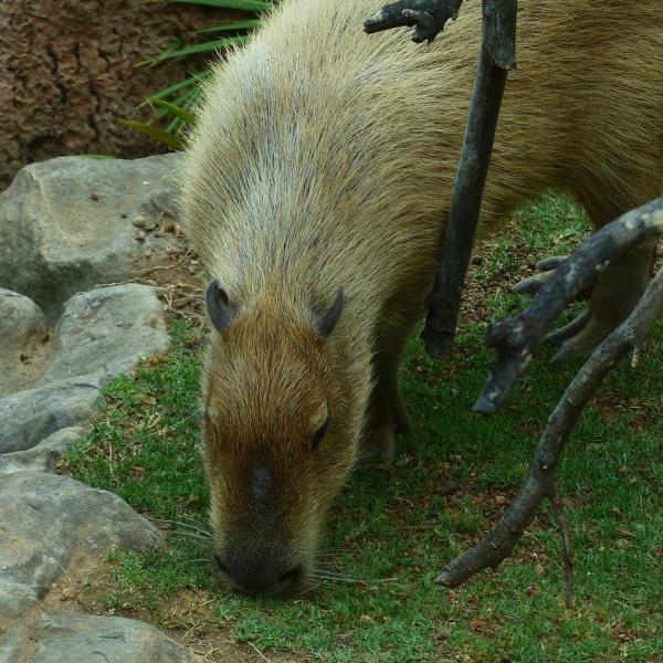 Capybara som kjæledyr - Fôring av capybaras