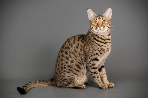 Katteraser som ser ut som tigre - 3. Savannah cat
