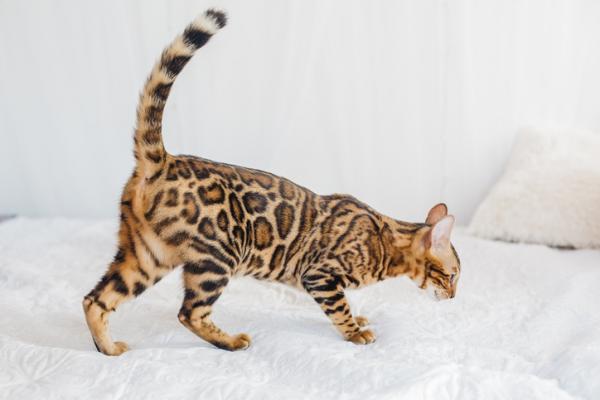 Katteraser som ser ut som tigre - 1. Bengalsk katt
