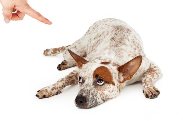 15 feil ved opplæring av en hund - 1. Bruke tradisjonell hundetrening