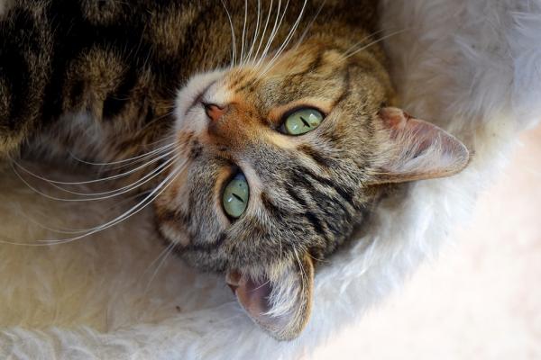 Pyometra hos katter - Symptomer og behandling - Hva er pyometra?