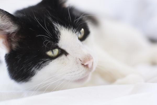 Pyometra hos katter - Symptomer og behandling - Forebygging 