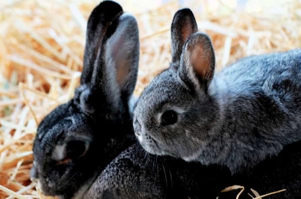 Hvordan blir kaniner født?  - I hvilken alder formerer kaniner seg?