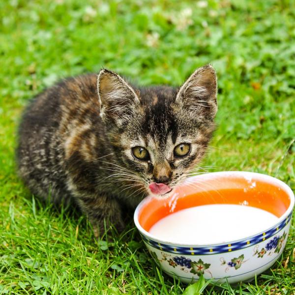 6 hjemmelagde oppskrifter for babykatter - kan katter drikke kumelk?