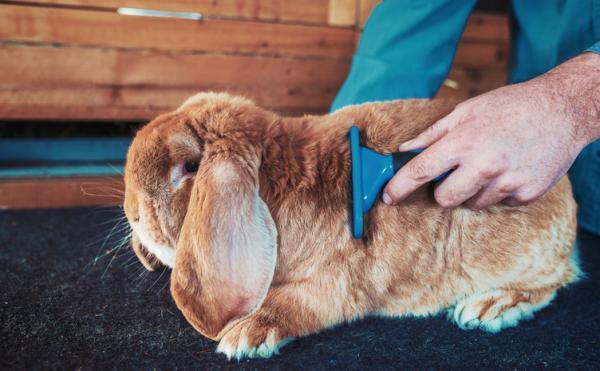 Typer kaninbørster - viktigheten av børstingskaniner