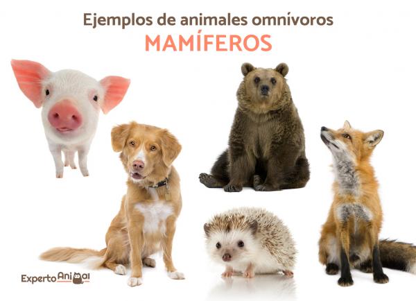 Omnivorøse dyr - Mer enn 40 eksempler og kuriositeter - Eksempler på altetende dyr: pattedyr