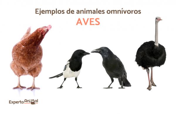 Omnivorøse dyr - Mer enn 40 eksempler og kuriositeter - Eksempler på altetende dyr: fugler