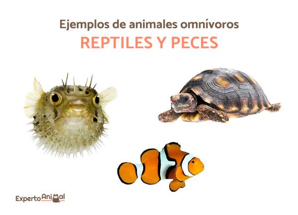Omnivorøse dyr - Mer enn 40 eksempler og kuriositeter - Eksempler på altetende dyr: fisk og reptiler
