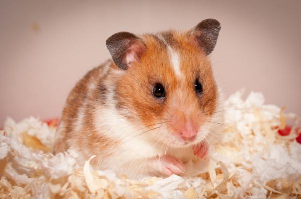 De vanligste sykdommene hos hamstere - abscesser og infeksjoner