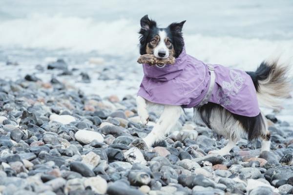 Tips for å gå med hunden i regnet - vanntette hundeklær