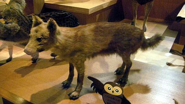 10 utdødde dyr forårsaket av mennesker - 2. Japansk ulv