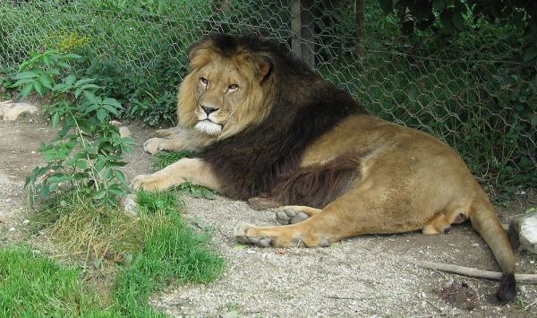10 utdøde dyr på grunn av mennesker - 8. Berber løve