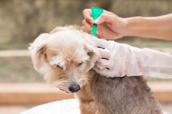 Myggstikk hos hunder - Symptomer, behandling og forebygging - Forebygging av myggstikk hos hunder