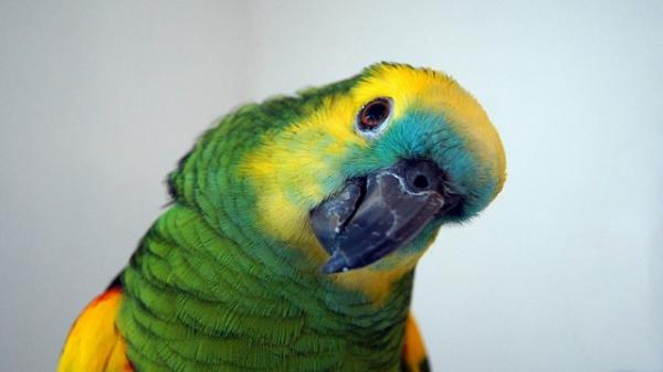 Mest vanlige sykdommer hos papegøyer - fransk papegøye fjærdrakt