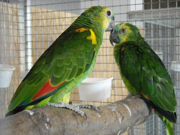 Mest vanlige sykdommer hos papegøyer - Anomalous shedding of papegøye fjærdrakt