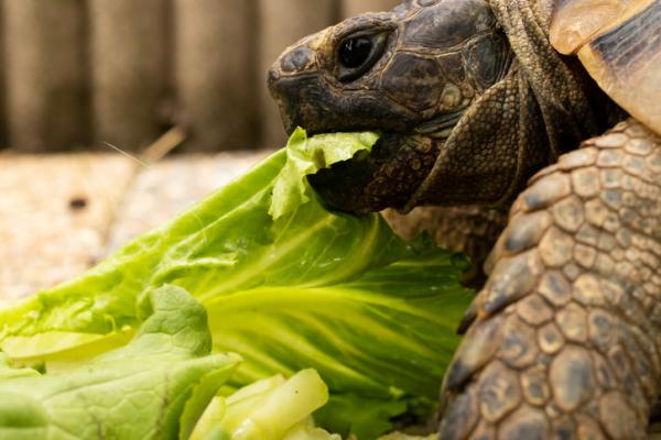 Hva spiser landskilpadder?  - Fôring av landskilpadder