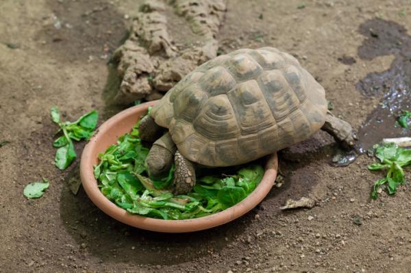 Hva spiser landskilpadder?  - Hvor ofte spiser skilpadder?