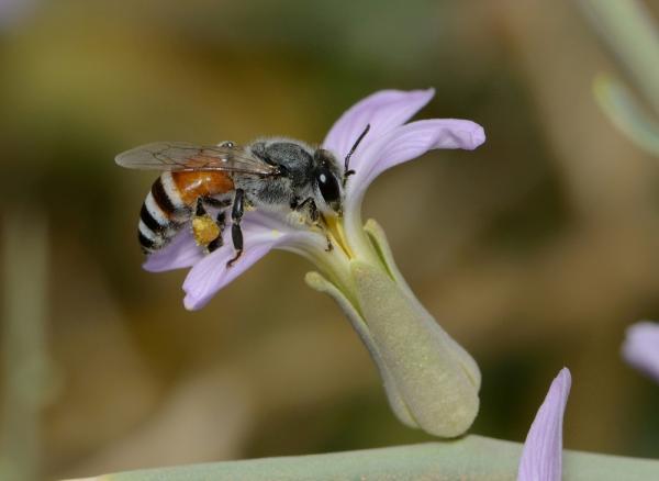 Honningbier - Arter og egenskaper - Dvergasiatisk honningbi
