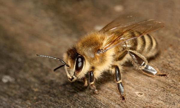 Honningbier - Arter og egenskaper - europeisk bi eller vestlig honningbi