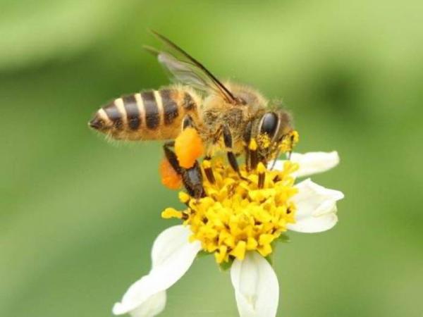 Honningbier - Arter og egenskaper - Asiatisk honningbi eller østlig honningbi
