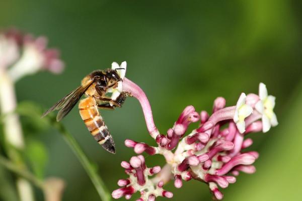 Honningbier - Arter og egenskaper - Kjempebi eller stor asiatisk bi