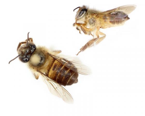 Honningbier - Arter og egenskaper - Honningbi fra Filippinene