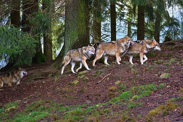 Den meksikanske ulven i fare for utryddelse - Årsaker - Strategier for bevaring av den meksikanske ulven