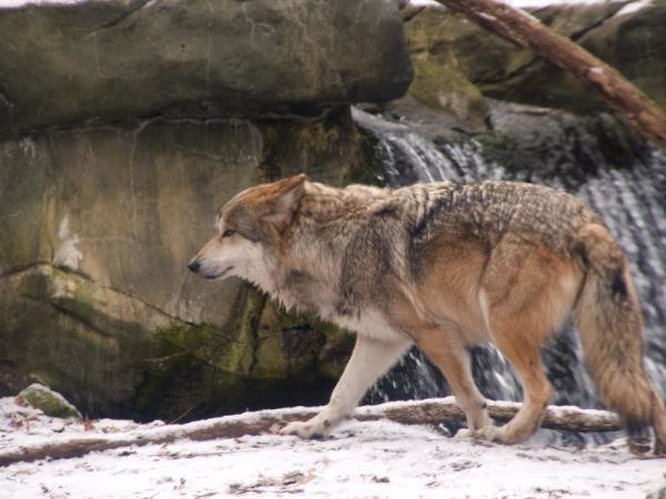 Den meksikanske ulven i fare for utryddelse - Årsaker - Egenskaper og distribusjon av den meksikanske ulven