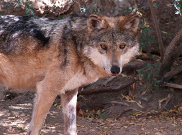 Den meksikanske ulven i fare for utryddelse - Årsaker - Hvorfor er den meksikanske ulven i fare for utryddelse? 