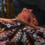1630522903 655 Giant Pacific Octopus