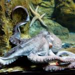 1630522903 66 Giant Pacific Octopus