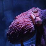 1630522903 727 Giant Pacific Octopus