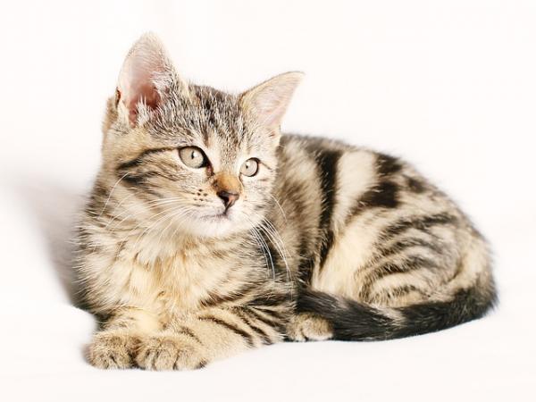 5 ting du bør vite før du adopterer en katt - 1. Cahorro eller voksen katt