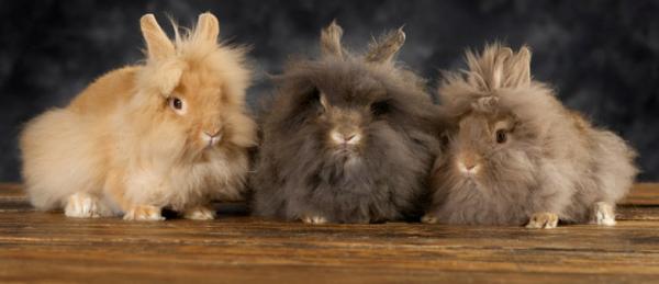 Kaninraser og deres egenskaper - Løvehode