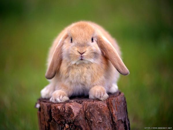 Kaninraser og deres egenskaper - Belier