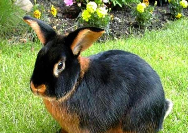 Kaninraser og deres egenskaper - Tan