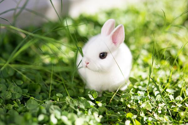 Kaninraser og deres egenskaper - Leke eller dverg