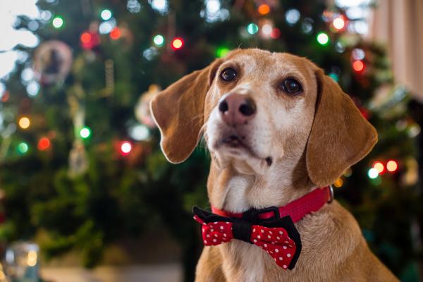 Hunden min spiser juletreet, hvordan kan jeg unngå det?  - Hvordan forhindre at hunden din spiser juletreet