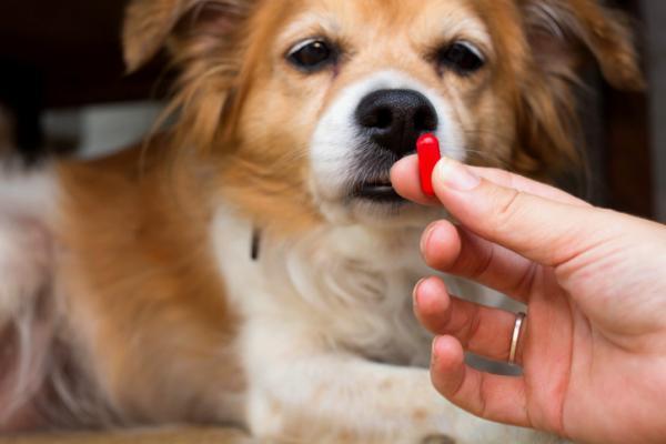 Inflammatorisk tarmsykdom hos hunder - symptomer og behandling - Canine IBD -behandling