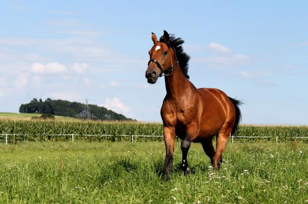 Grunnleggende hestepleie - Hvordan et godt beiteareal skal se ut